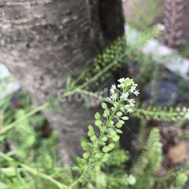 다닥냉이,Peppergrass,Pepperweed,PoorMansPepper,십자화과,냉이속,두해살이풀,Lepidiumapetalum,흰꽃,작은꽃,방석모양,식용,한방재료,약재,들꽃,야생화,꽃,Flower,식물,자연,plants,nature,꽃,flower