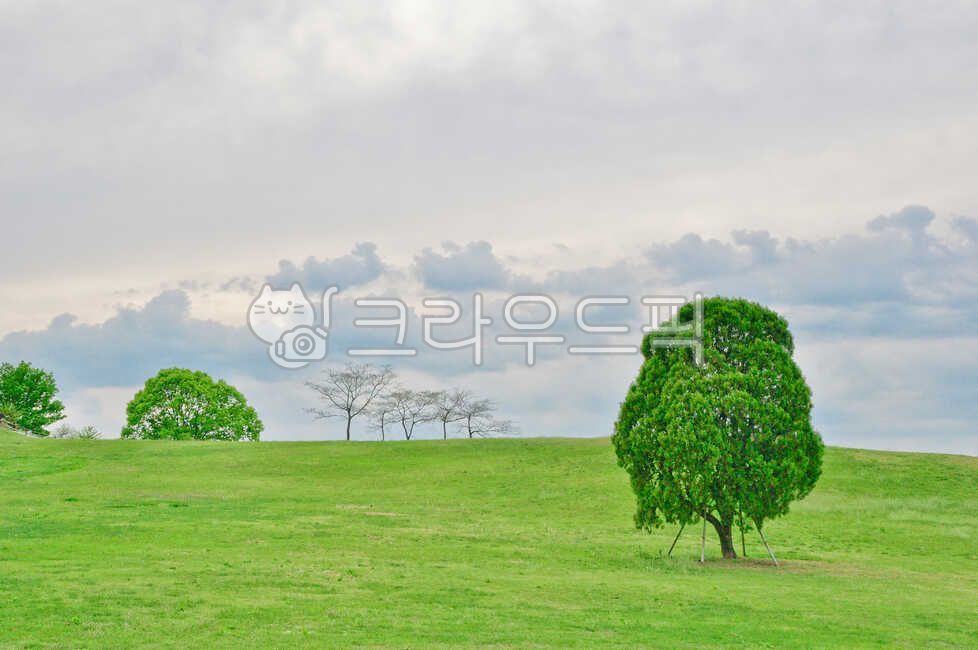 Olympic Park,seoul,big,strong,lonesome,Alone tree,tree,park