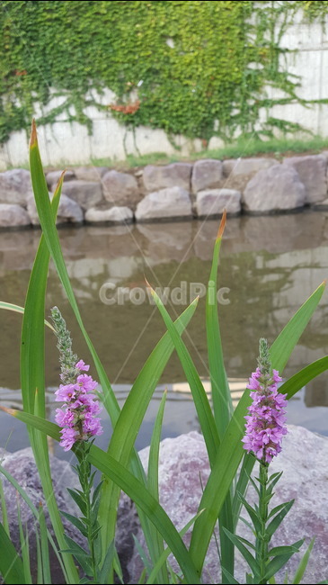 꽃,보라색,보라색꽃,풀,담쟁이,개울,부처꽃,식물,자연,plants,nature,꽃,flower