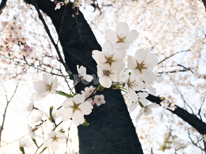 벚꽃,봄꽃,꽃,봄,벚나무,나무,자연,계절,blossom,spring,flower,plant,nature,season,식물,자연,plants,nature,꽃,flower