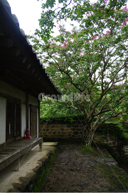 한옥,전통가옥,기와지붕,건축,traditional,식물,plant,꽃,flower,배롱나무,한국전통,한국문화,korean traditional,korean culture,건축물,건물외관,exterior,building,structure,architecture,construction