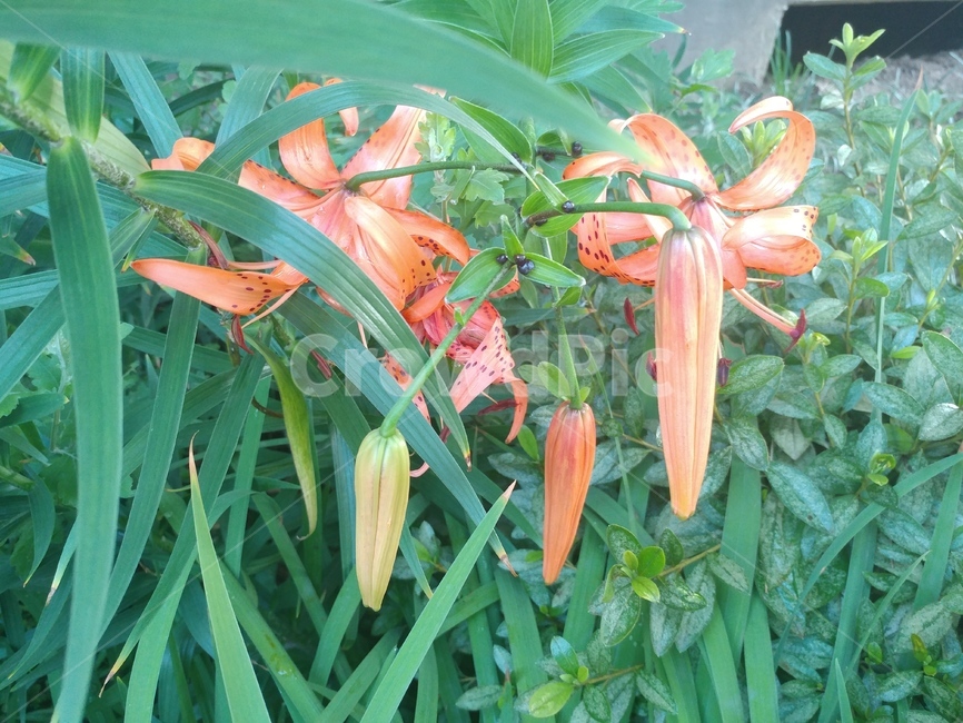 참나리,나리,lily,백합,나리꽃,lilium,알나리,식물