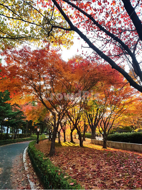 tree,나무,maple,단풍,가을,낙엽