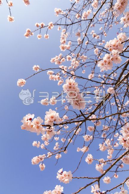 벚꽃,분홍꽃,봄꽃,꽃,봄,나무,꽃잎,잎,식물,plant,flower,자연,blossom,봄,계절,spring,season