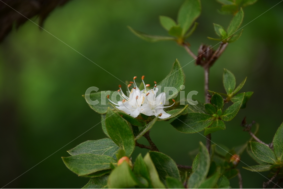 흰참꽃나무,야생화,생태,식물,자연,꽃,여름,힐링,플라워,계절,wildflower,flower,plants,nature,season,배경,목본,나무,감성,느낌,emotion,feeling,진달래과,진달래속,여름꽃,식물,자연,plants,nature,꽃,flower