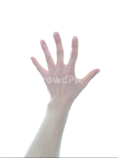 손,다섯,손가락,5,잠시만,hand,wrist,손목,숫자,손,제스처,표시,손짓,표현,gesture,hand,sign,expression