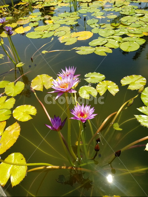 수련,다년생초본식물,수생식물,이판화,쌍자엽식물,자우련,waterlily