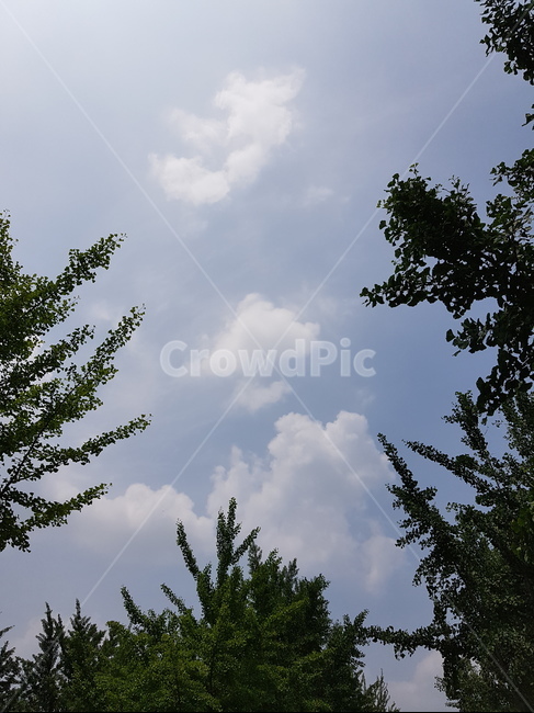 우장산,숲속,하늘,나들이,동네산,산책,나무,수풀,오후,구름,햇빛,자연,풍경,nature,landscape,tree,plant,식물,fir,전나무