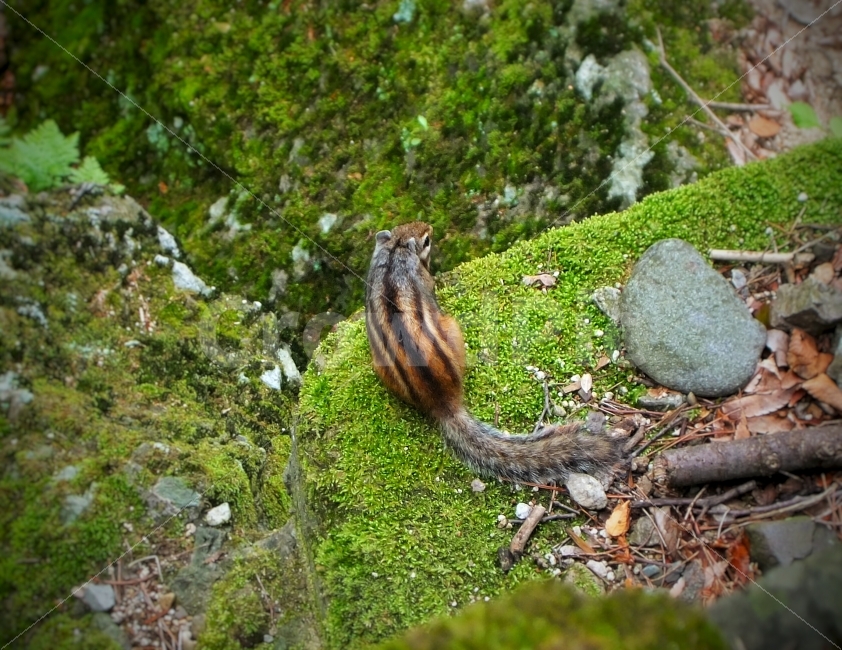 숲속,산속,산중,자연,맑은물,계곡,등산,트레킹,다람쥐,동물,animal,포유류,mammal