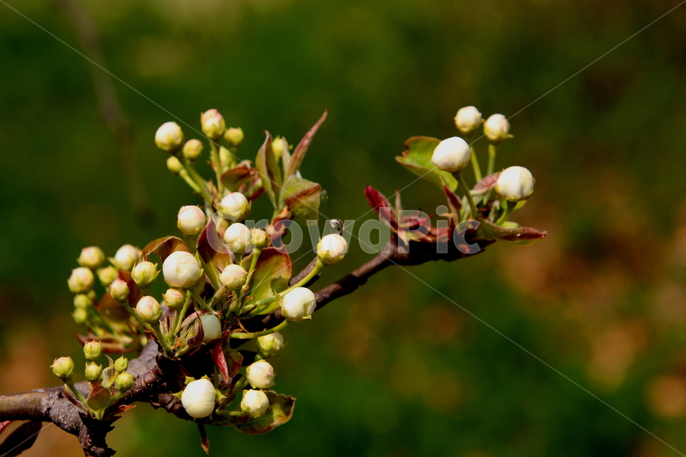 plant,식물,꽃,배꽃,봄,계절