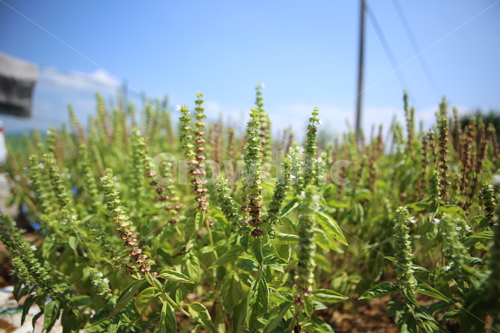 바질,식물,허브,향,시골,자연,하늘,식물,자연,plants,nature