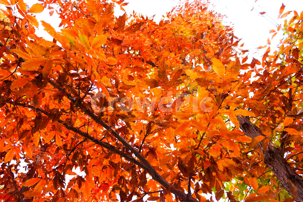 leaf,잎,식물,tree,나무,maple,단풍,가을,가을,계절,fall,autumn,season,식물,자연,plants,nature,나무,trees,wood,plant