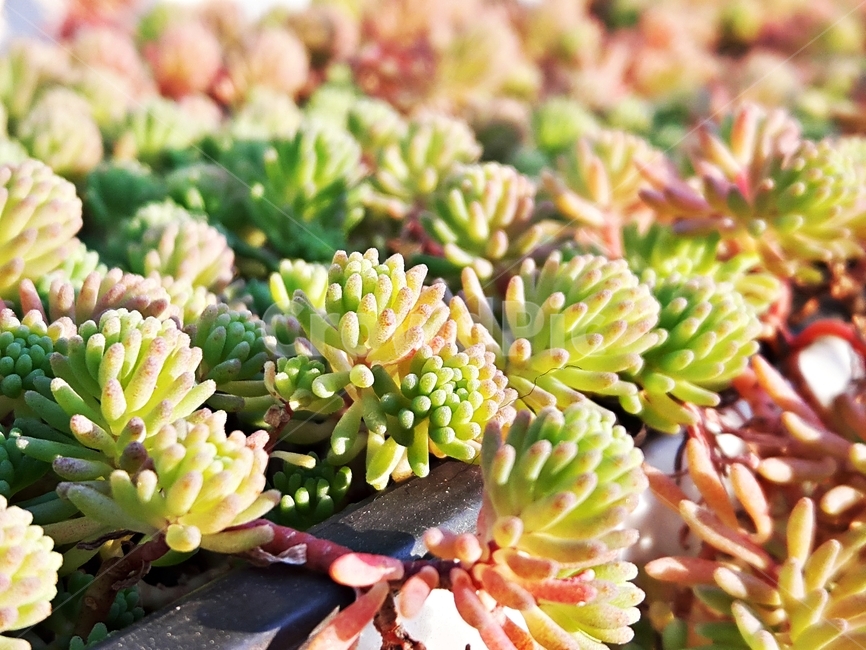 다육식물,세덤,노지다육,선인장,가드닝,취미,정원,가든,자연,봄,햇살,햇빛,green,cactus,gardening,sedum,exquisite,fleshy,flower,garden,ground,cute,growing,leaves,meaty,natural,nature,plant,pots,day,red,small,background,spring,stems,succulent,sun,sunlight,sunny,warm,실내용화초,화분,화초,house plant