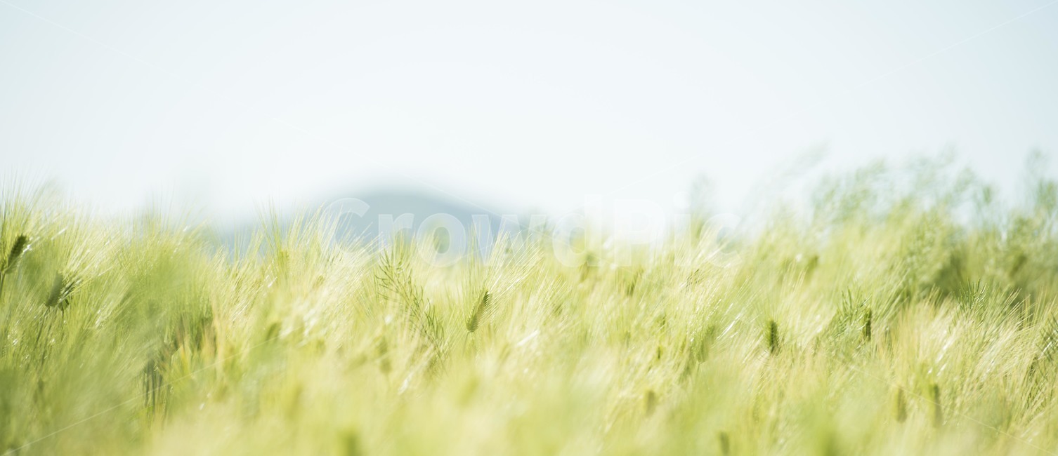 청보리,청보리밭,식물,청량함,풀밭,자연,풍경,nature,landscape,식물,plants,plant