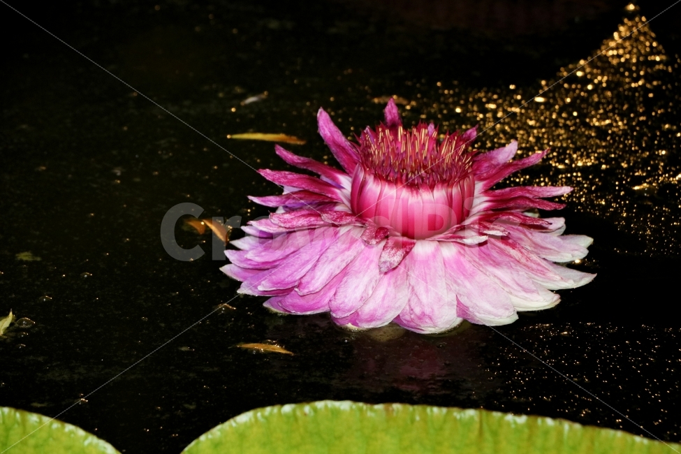 연,연꽃,수련,식물,꽃,야경,물,아름다움,자연,여름,nature,pink,lotus,plant,flower,green,petal,water,summer,bloom,blossom,aquatic,beautiful,beauty,blooming,zen,flora,oriental,lotusleaf,waterlily,leaf,single,spring,floral,lotusflower,natural,식물,자연,plants,nature,꽃,flower