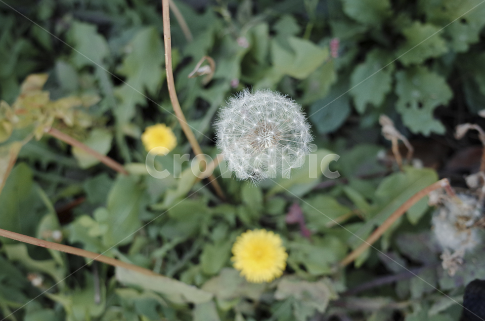 꽃,flower,color,색,들꽃,민들레,민들레꽃,yellow,노란,노란꽃,노랑,dandelion,plant,식물,blossom,식물,자연,plants,nature,꽃,flower