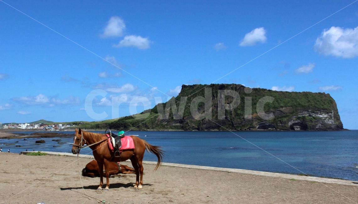 제주도,말,섬,여유,바다,자연,풍경,nature,landscape,한국자연풍경,한국자연경관,korea nature landscape,해변,바다,beach,sea,제주도,jeju,jeju island,동물,animal,포유류,mammal,horse,outdoors,옥외,land,땅,water,물,shoreline,해안선