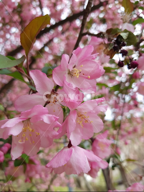 꽃,봄,분홍,blossom,plant,식물,자연,plants,nature,꽃,flower