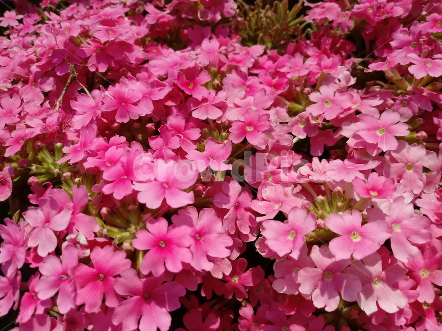 버베나,verbena,식물,빨간색꽃,일년초