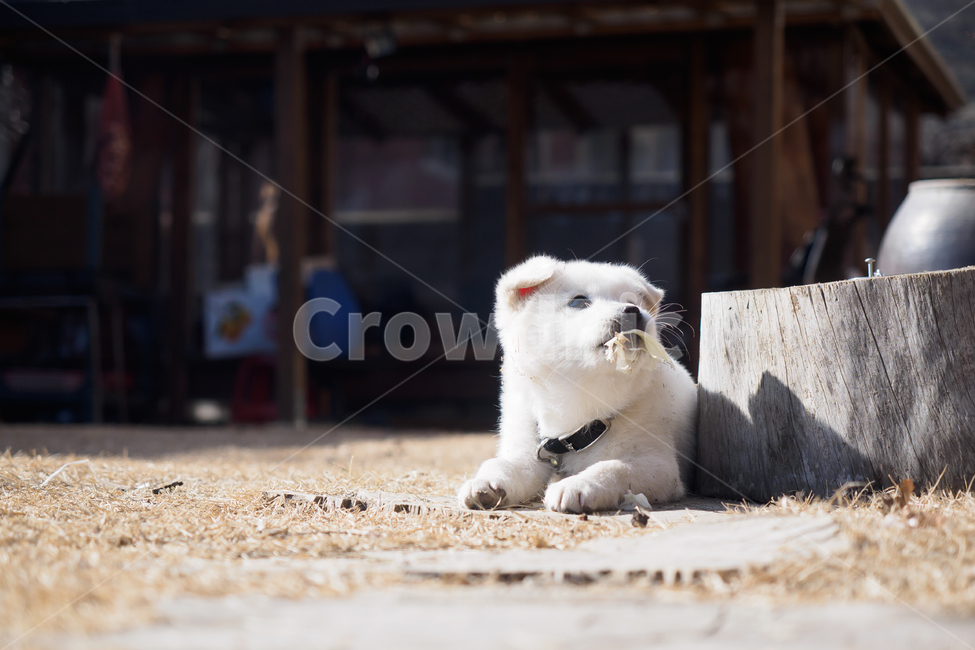 강아지,스피츠,애완동물,개,유아기,puppy,spitz,dog,baby,동물,animal,포유류,mammal,개,강아지,dog,doggy