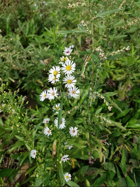 꽃,흰색,벌,bee,flower,식물,plant,식물,자연,plants,nature,꽃,flower