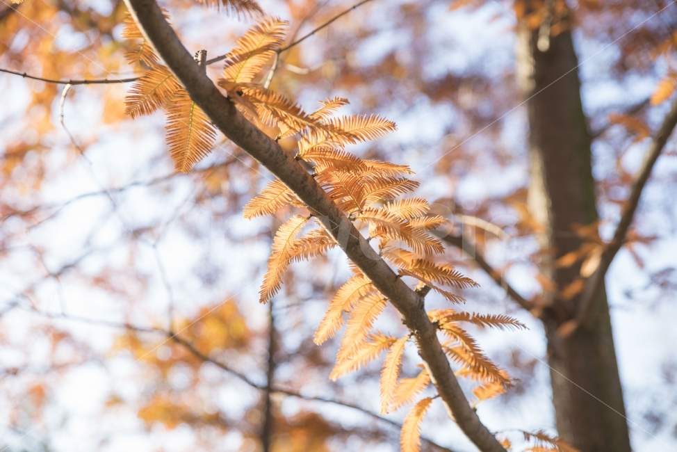 풍경,가을,나무,따뜻,단풍,가을,계절,fall,autumn,season,식물,자연,plants,nature,tree,plant