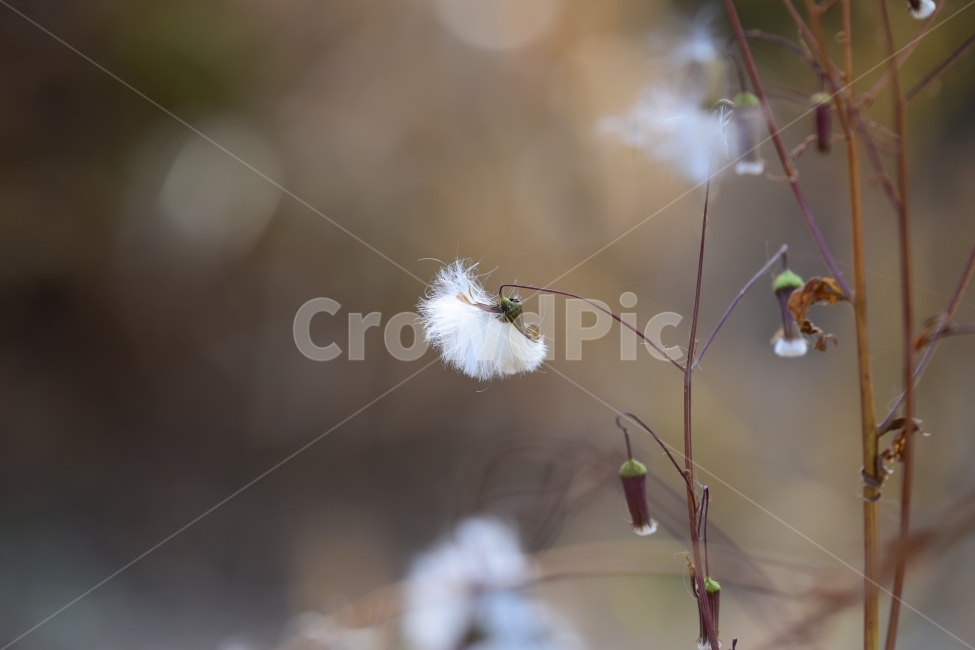 가을,귀여움,털,꽃,식물,식물,자연,plants,nature,꽃,flower