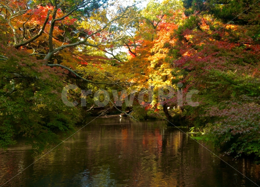 가을,단풍,자연,풍경,배경,일상,감성,감성사진,색감,호수,나무,일본,자연,풍경,nature,landscape,가을,계절,fall,autumn,season,plant,식물,tree,maple,water,물