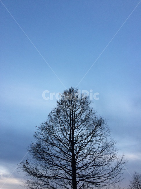 하늘,나무,나뭇가지,해질녘,푸른하늘,선셋,공원,하늘공원,해,햇빛,햇살,sky,tree,sunset,sun,sunshine