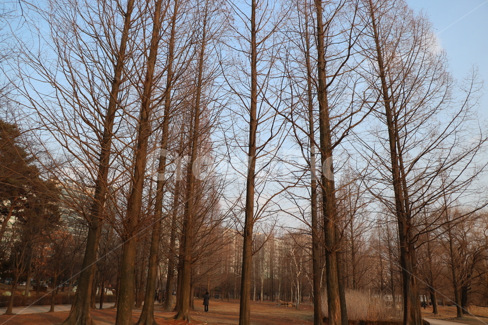 나무,겨울,풍경,배경,감성사진