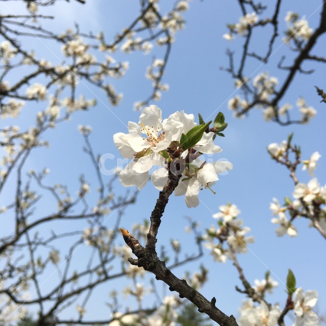 꽃,봄,봄꽃,흰색,식물,나무,자연,봄,계절,spring,season,식물,자연,plants,nature,꽃,flower,plant