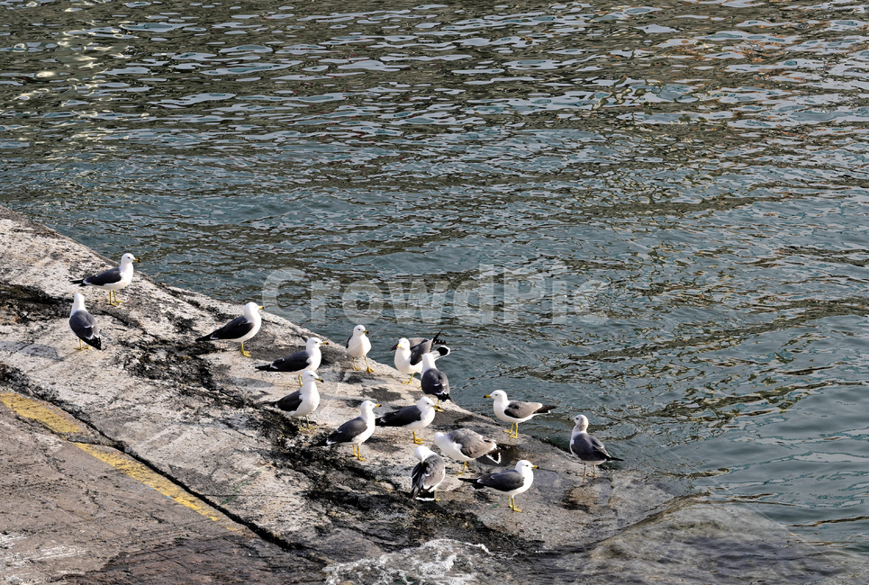 갈매기,동물,새,bird,바다,선착장