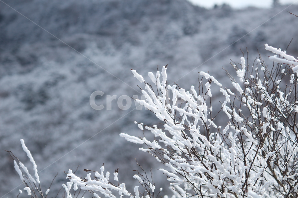 눈꽃,겨울,나무,눈,겨울나무,쌓인눈,흰색,한겨울,설산,겨울,계절,winter,season,식물,자연,plants,nature
