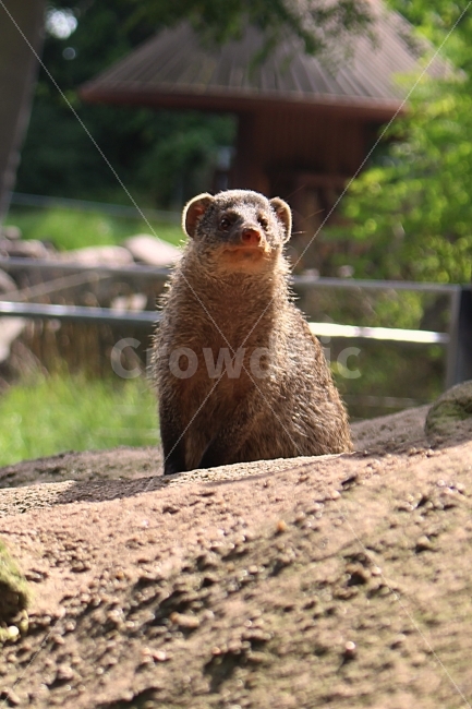 몽구스,동물,동물원,귀여움,귀요미,흐뭇,미소,포유류,동물,animal,포유류,mammal