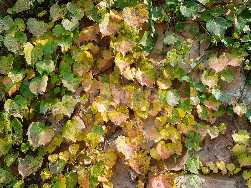 식물,가을,단풍,노랑,갈색,가을,계절,fall,autumn,season,leaf,잎,plant
