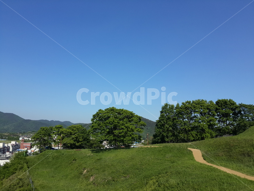 여름,하늘,들판,언덕,그리움,나무,바람,오후,summer,blue,sky,field,yearning,tree,wind,pipemma,hill,파랑,초록,green,자연,풍경,nature,landscape,grassland,목초지,들,outdoors,옥외,grass,잔디,plant,식물