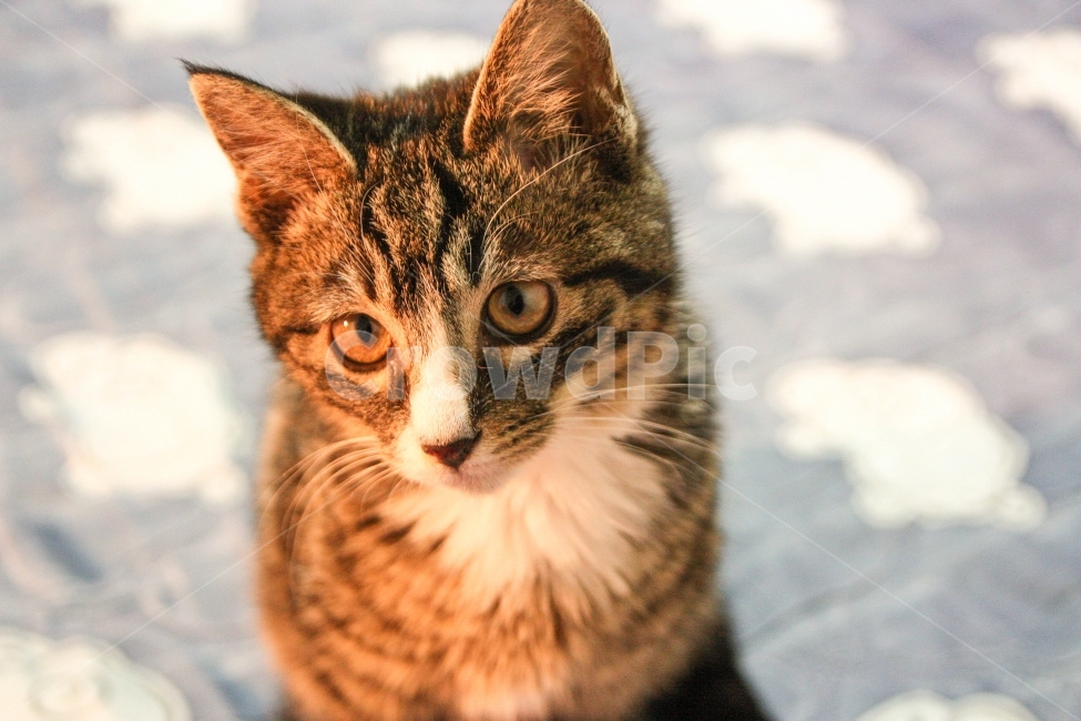 고양이,반려동물,애완동물,cat,고양이사진,동물사진,pet,반려묘,동물,동물,animal,포유류,mammal,고양이,cat,kitten,kitty