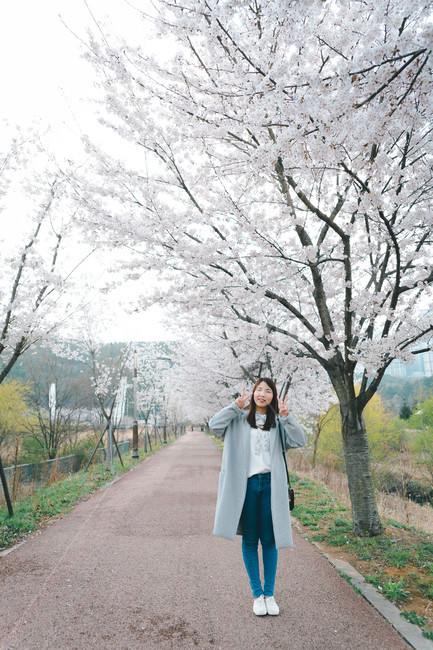 여자,벚꽃,봄,flower,cheeryblossom,blossom,portrait,봄,계절,spring,season,사람,인물,인간,human,person,여성,여자,woman,female,lady,plant,식물,coat,코트