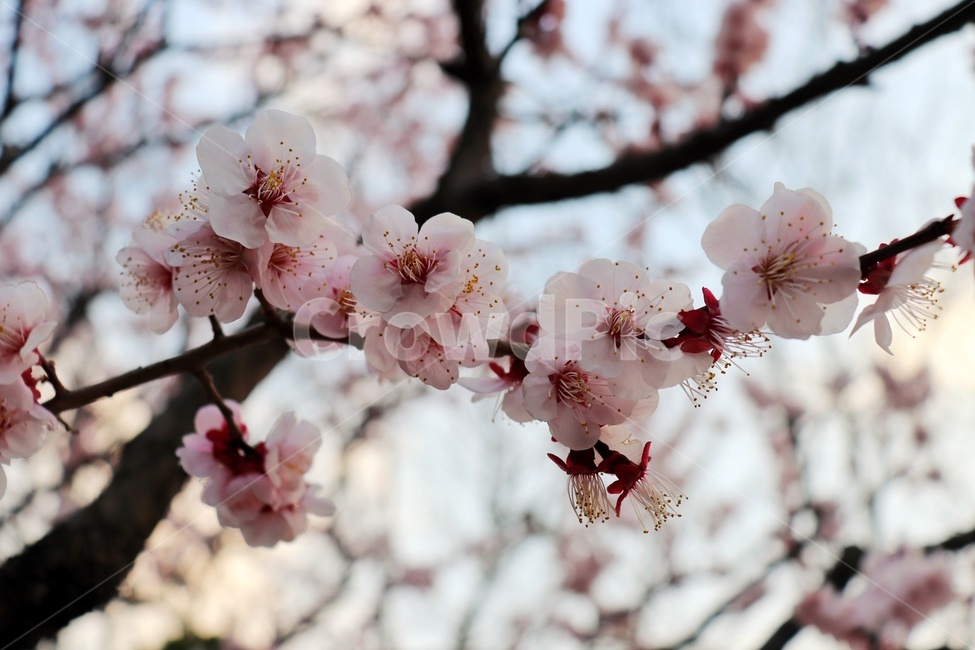 꽃,벚꽃,봄,분홍색꽃,봄꽃,봄,계절,spring,season,식물,자연,plants,nature,꽃,flower,plant,blossom