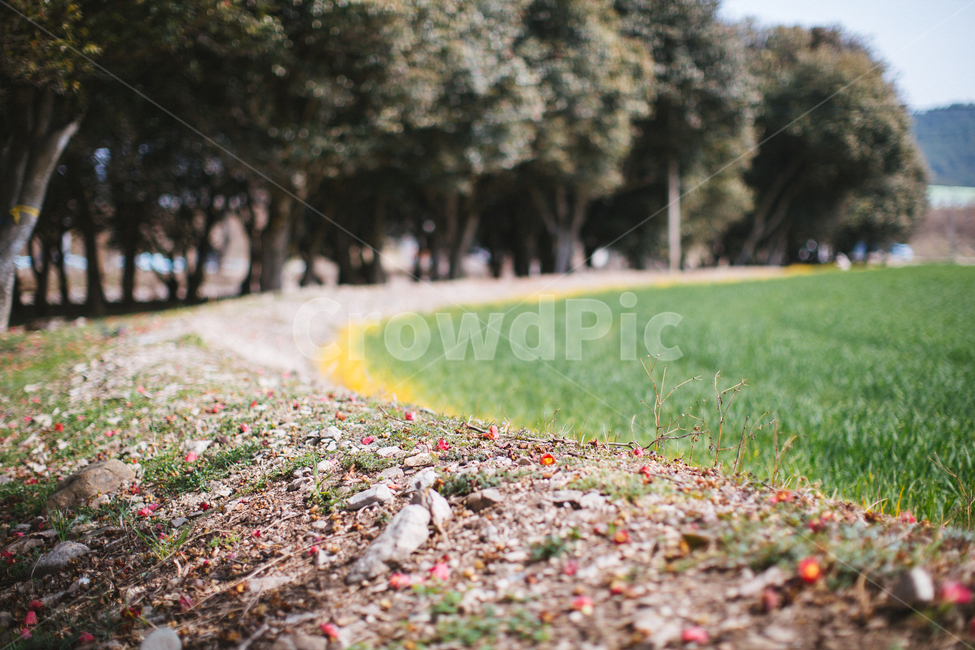 봄,동백,꽃,나무,식물,자연,풍경,빨간색,자연,풍경,nature,landscape,ground,바닥