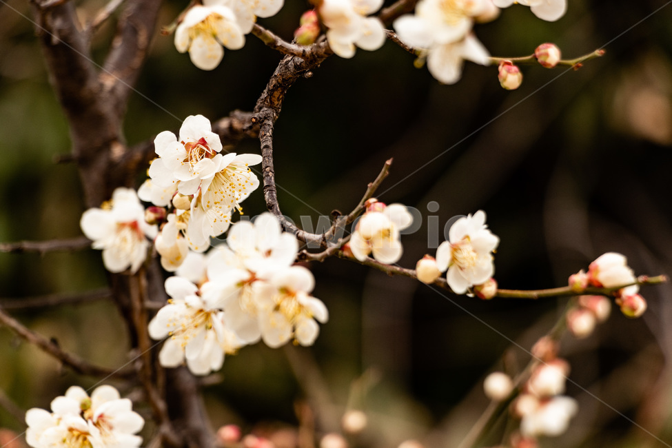 매화,매화꽃,매실꽃,백매화,흰매화,봄,계절,spring,season,식물,자연,plants,nature,꽃,flower,plant