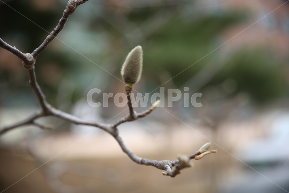 봄,눈꽃,겨울,새싹,봉오리,자연,식물,식물,자연,plants,nature