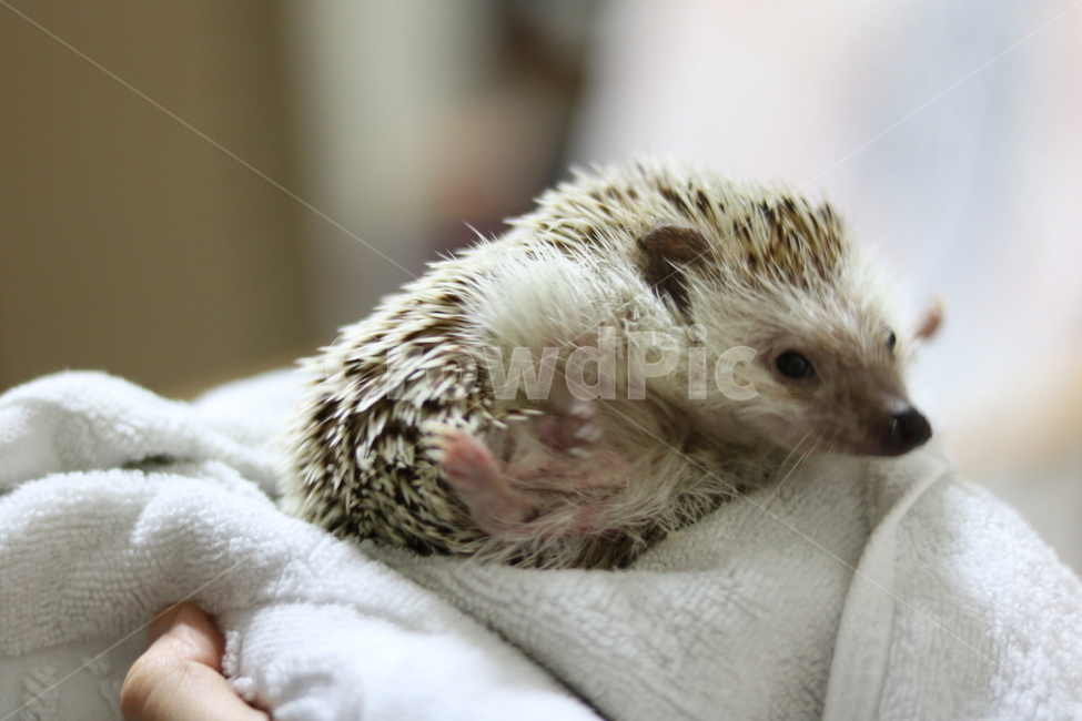 고슴도치,애완동물,고슴도치샤워,동물사랑,이쁜고슴도치,동물,animal,포유류,mammal