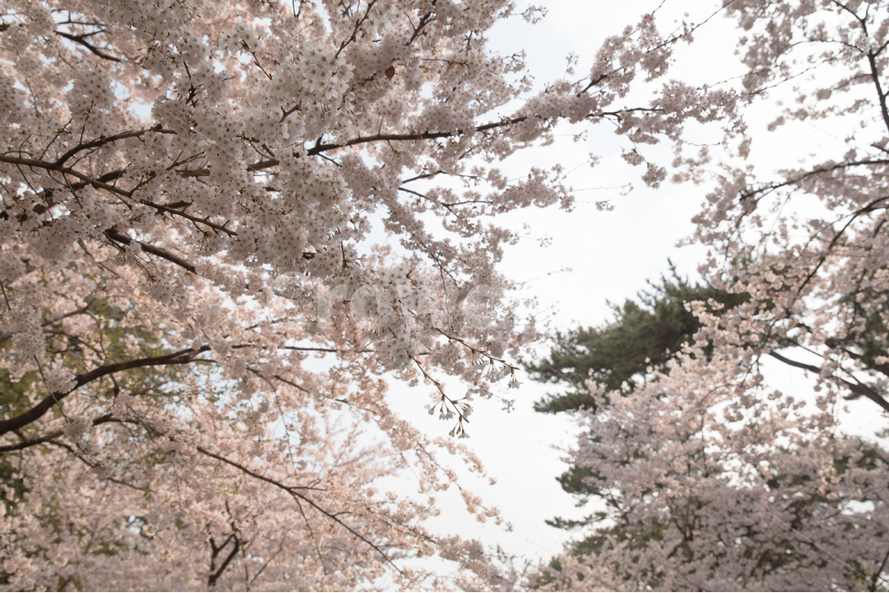 봄,벚꽃,자연,분홍,풍경