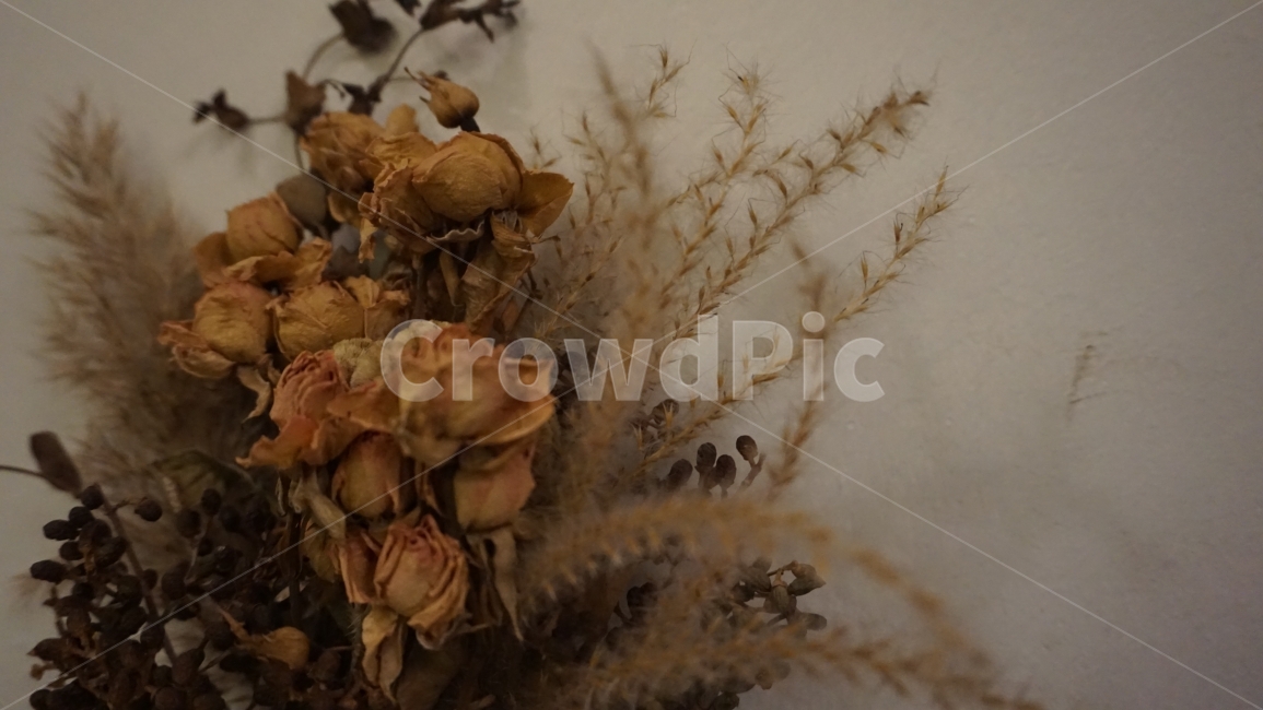 감성사진,내부인테리어,드라이플라워,꽃사진,여행사진,소품,식물,자연,plants,nature,꽃,flower,실내용화초,화분,화초,house plant,인테리어,실내디자인,interior design