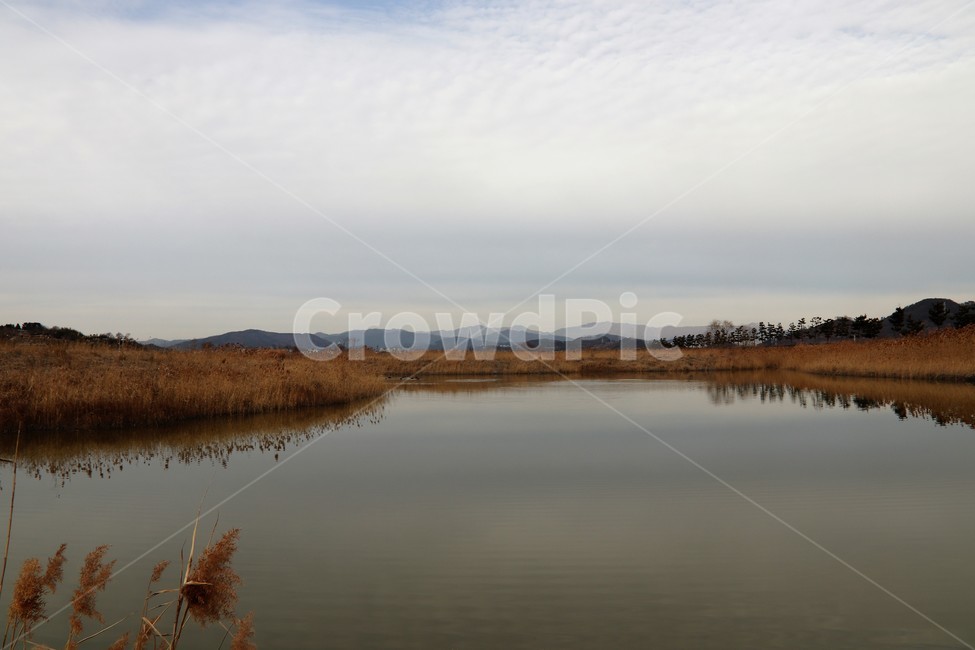 갈대,순천만,가을갈대,가을풍경,호수,나무,가을,계절,fall,autumn,season,자연,풍경,nature,landscape,water,물,outdoors,옥외