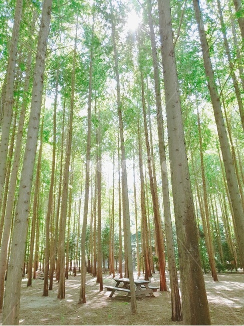 편백나무,숲,자연,나무,햇빛,빛,벤치,휴식,힐링,산책,편안함,공기,깨끗함,청량함,초록,연두색,여름,forest,tree,nature,walk,bench