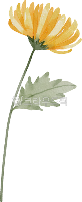 꽃,꽃그림,식물,국화,chrysanthemum,탄생화,11월,꽃일러스트,식목일,그림,타투도안,수채화,문신,타투디자인,타투,생일,플로랄디자인,꽃디자인,식물그림,flower,plant,다꾸,다이어리꾸미기,watercolor,자연