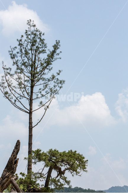 소나무,하늘,구름,풍경,감성,식물,자연,plants,nature,나무,trees,wood