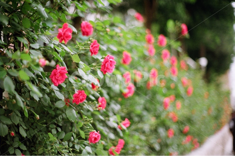 꽃,장미,풍경사진,감성사진,꽃사진,식물,자연,plants,nature,꽃,flower,감성,sensible,feeling